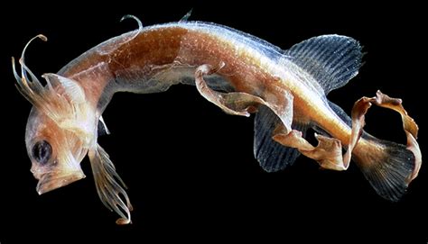 The Whalefish Mystery .